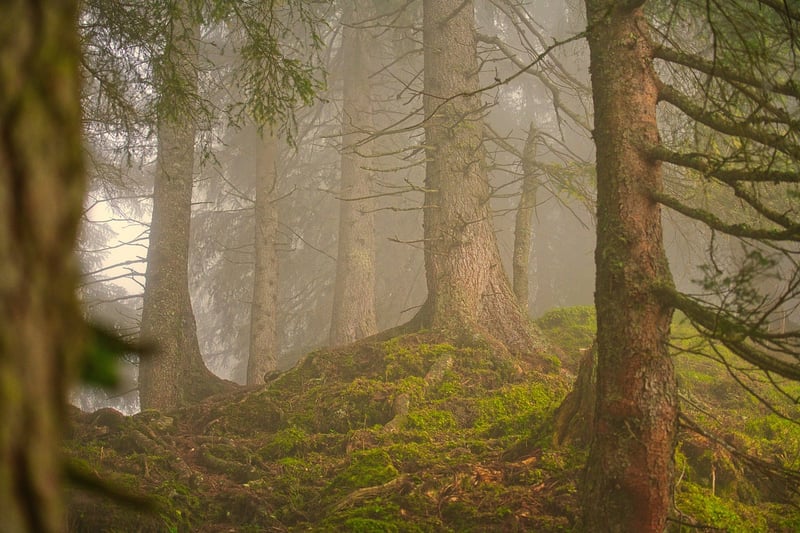 Forest-inspired gown
