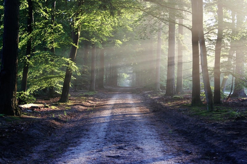 Mystical Woodland