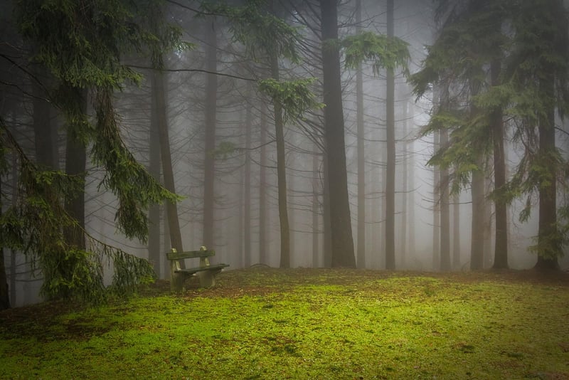 Forest Glade
