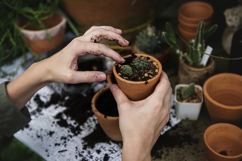 Unity Tree Planting